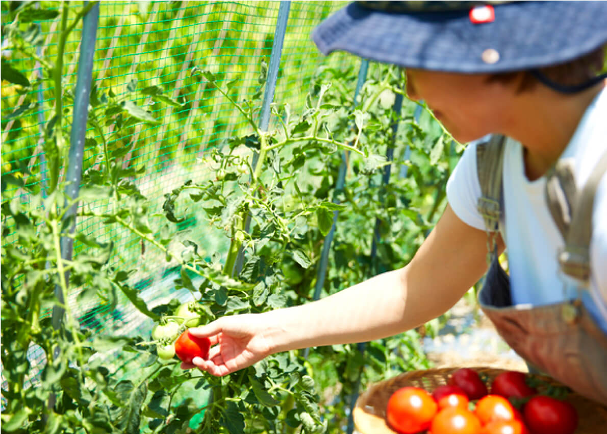 野菜を収穫するイメージ